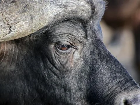 Side view of the head of black or Kaffir Buffalo close-up. Foto stock