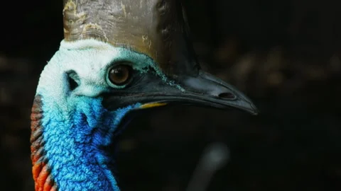 Side view of the head of an endangered southern cassowary Stock Footage 132375136