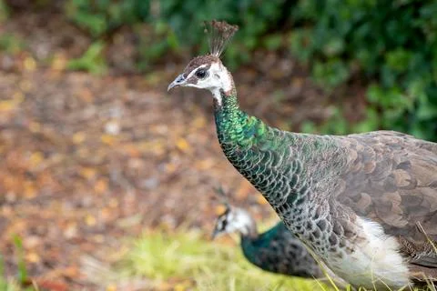 Side view of the head of a peacock with feathers up Stock Photos