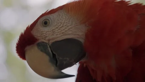Side View Of The Head Of A Scarlet Macaw Parrot In The Zoo - close up Stock Footage 156586250