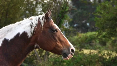 Side view head shot of a beautiful horse Stock Footage 212130681