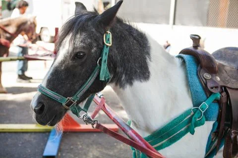 Side view head shot of a pony ready for riding Stock Photos