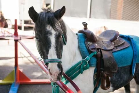 Side view head shot of a white and gray pony ready for riding Stock Photos