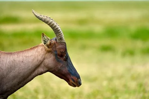 Side view of the head of a topi Stock Photos