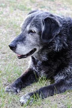 The side view of the head of a very senior dog looking away Stock Photos