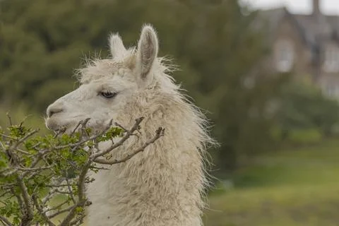 Side view of the head of a white Llama Stock Photos