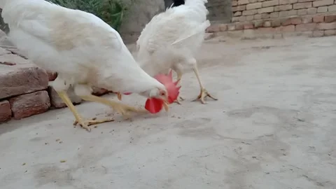 Side View of a Hen Enjoying Her Morning Breakfast Video stock 346983373