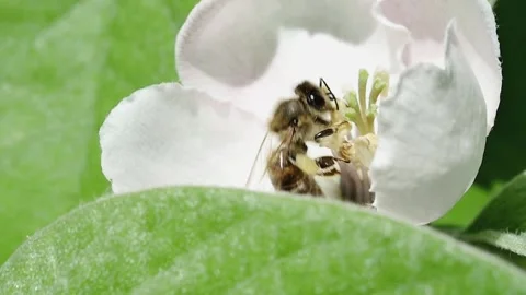 Side view of a honey bee collecting nectar in a quince flower in the garden Vídeos de archivo 274245212