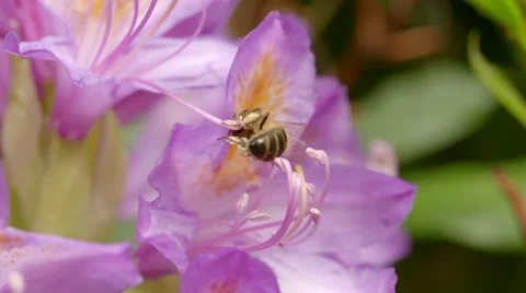 Side-View of Honey Bee Gathering Nectar from Pink Flower 스톡 동영상 51444662