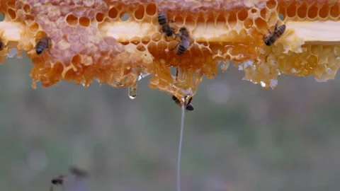 Side view of Honey Bees doing their job Stock Footage 241704734