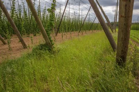 Side view of a hop yard Stock Photos