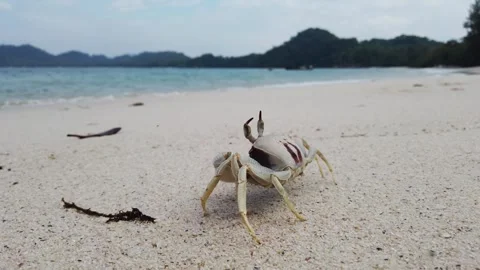 Side view of a Horned Ghost Crab (Ocypode ceratophthalmus) Stockbeeldmateriaal 275073161