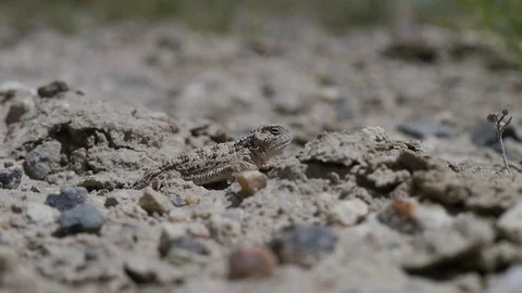 Side View of Horned Toad Lizard Stock Footage 112106058