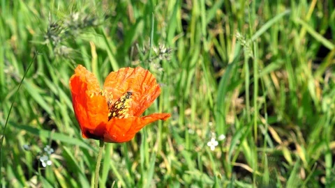 Side View of a Hornet washes on red poppy flower. Sunny morning Vidéo 114769347