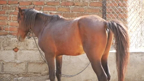 Side view of horse standing, Standing horse close footage 動画素材 151945371