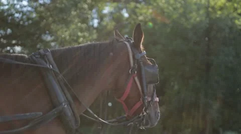 Side view of horse's head Stock Footage 21783642