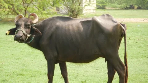 Side view of a huge buffalo in a big field Stock Footage 225687651