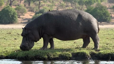 Side view of huge hippo grazing near river in Chobe national park, Botswana Video stock 121957478