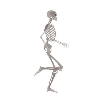 Side view of human anatomically detailed skeleton vector illustration isolated. Stock Illustration