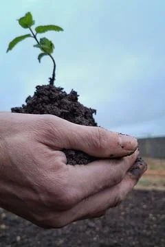 Side View of Human Hands Holding Mint Plant in Soil – Natural Growth Stock Photos