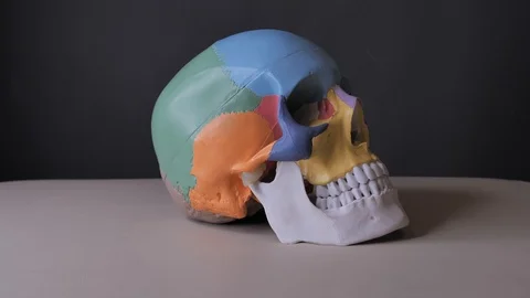 Side view of the human Skull Anatomy. Gray background, shedows. Stock Footage 122521612