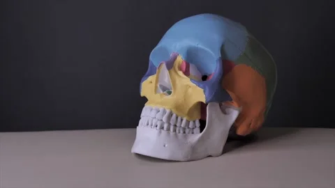 Side view of the human Skull Anatomy. Gray background, shedows. Stock Footage 139097530