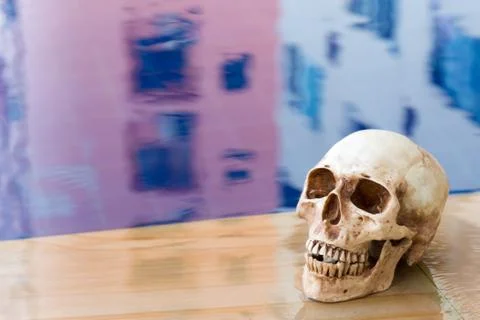 Side view of human skull Stock Photos