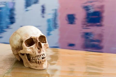 Side view of human skull Stock Photos