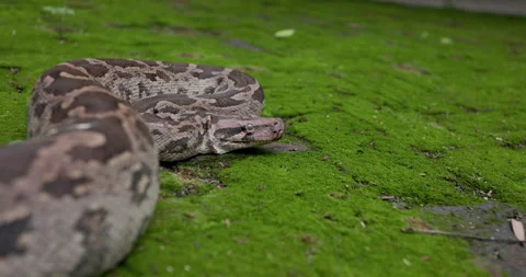 Side view: Indian Rock Python head with milky eyes and sensory pits before Stock Footage 330990962