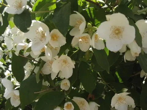Side View of a Jasmine Flower in Full Bloom Stock Photos