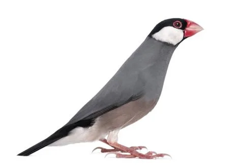 Side view of a Java Sparrow - Padda oryzivora - isolated on white Stock Photos