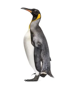 Side view of a King penguin running isolated on white Stock Photos