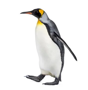 Side view of a King penguin walking, isolated on white Stock Photos