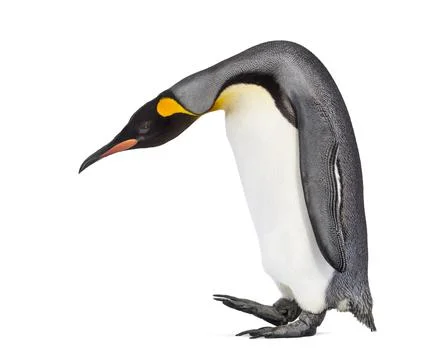 Side view of a King penguin walking, isolated on white Stock Photos