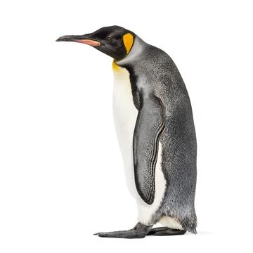 Side view of a King penguin walking, isolated on white Stock Photos