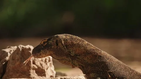 Side view of a Komodo dragon with its long neck and forked tongue Vidéo 331091083