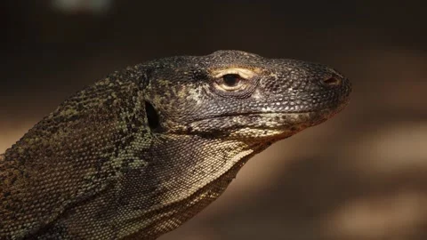 Side view of a Komodo dragon showing the head and throat Stock-Footage 331091242