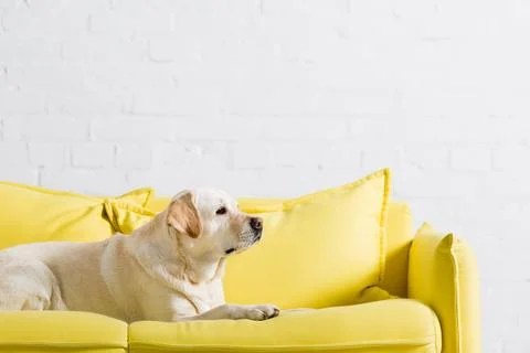 Side view labrador dog lying Stock Photos