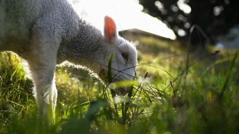 Side view of a lamb grazing on grass in the countryside. 스톡 동영상 88373910