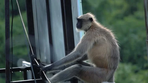 Side view of langur monkey holding wires | calm urban wildlife scene in India Video stock 314087659