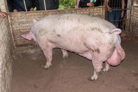 Side view of a large breeding pig in a dirt-floored pigpen. Foto stock