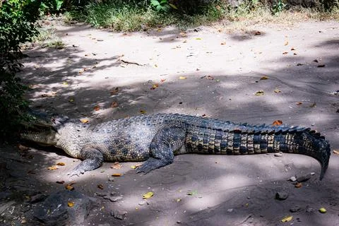 Side view of a large crocodile on sandy terrain Foto stock