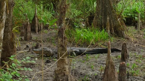 Side View Of Large Fresh Water Alligator In A Florida Slough Marsh Laying Stock Footage 75244842