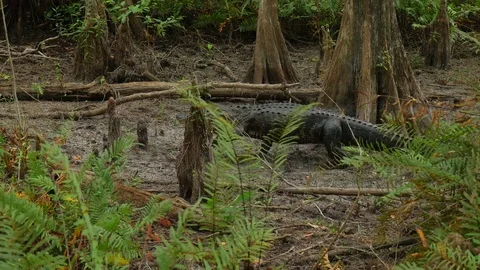 Side View Of Large Fresh Water Alligator In A Florida Slough Marsh Walking 스톡 동영상 75244862