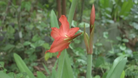 Side view of a large funnel shaped orange color Hippeastrum flower Video stock 200826799