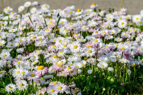 Side view of large group of Daisies or Bellis perennis white and pink flowers Foto stock