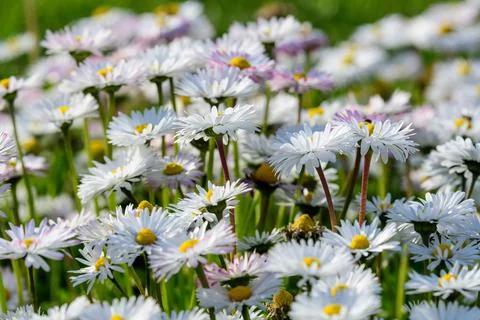Side view of large group of Daisies or Bellis perennis white and pink flowers Foto stock