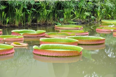 Side view of large lotus leaves Stock Photos