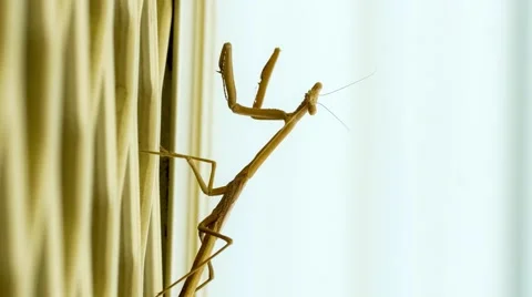 Side view of large purple-winged mantis moving slowly upon backyard door Stock Footage 58560882