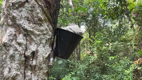Side view latex dripping from tapped rubber tree Stock Footage 328274095